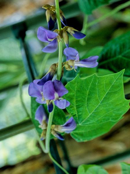 クズイモ 山科植物資料館 クズイモ 山科植物資料館