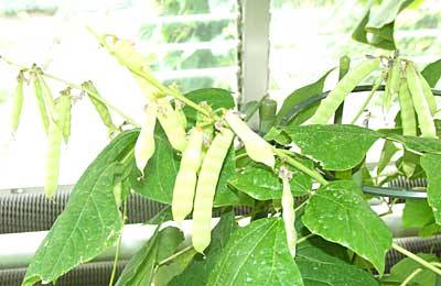 クズイモ 山科植物資料館 クズイモ 山科植物資料館