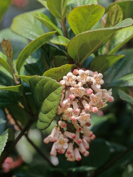 ゴモジュ | 山科植物資料館