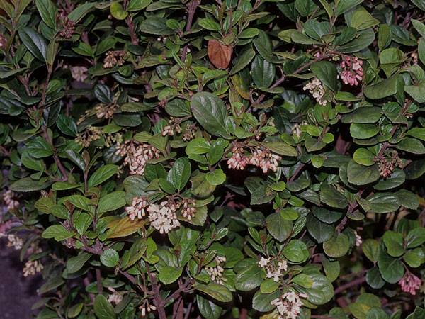 ゴモジュ | 山科植物資料館