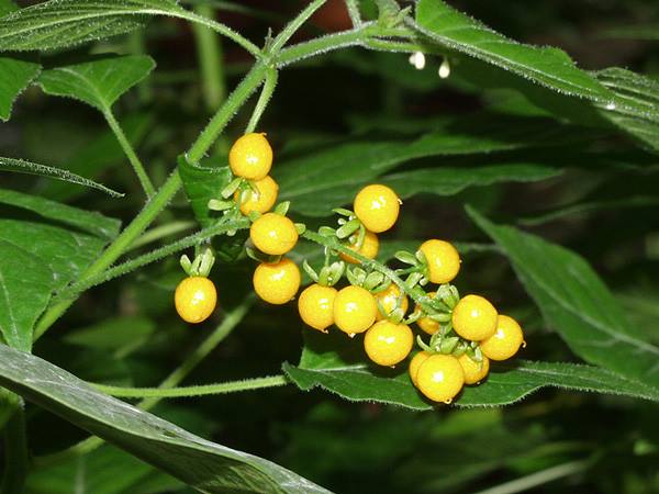 ジュズサンゴ 山科植物資料館