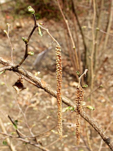 セイヨウハシバミ 山科植物資料館