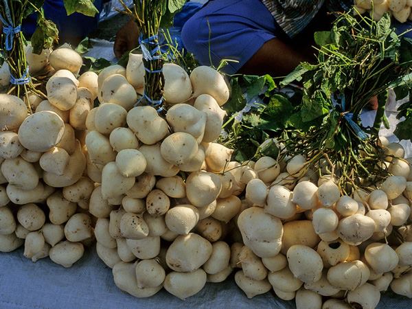 クズイモ 山科植物資料館 クズイモ 山科植物資料館