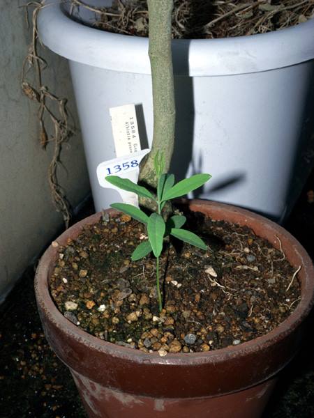 ビャクダン | 山科植物資料館