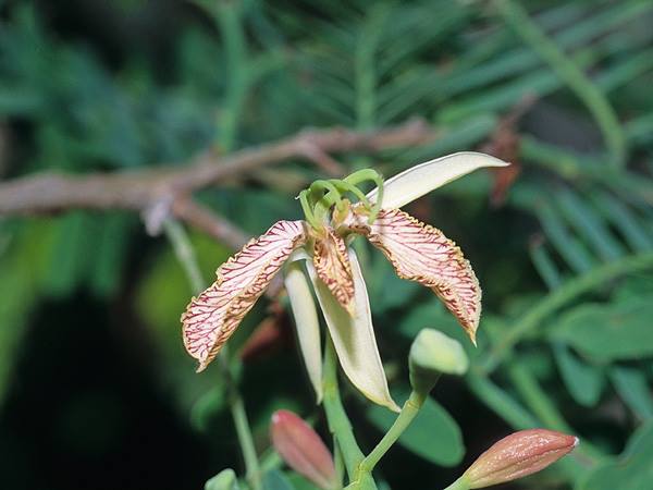タマリンド 山科植物資料館