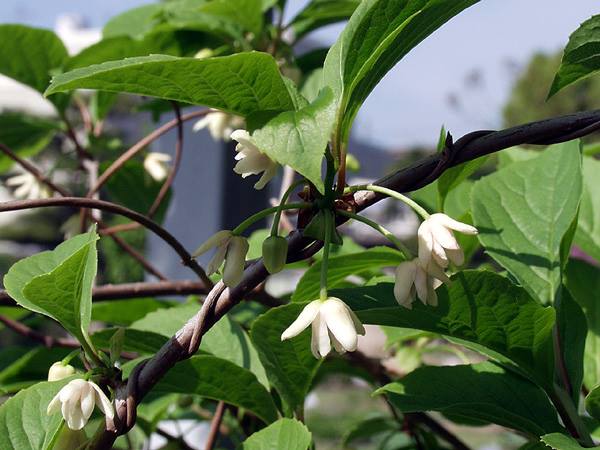 チョウセンゴミシ | 山科植物資料館