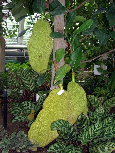 パラミツ 山科植物資料館