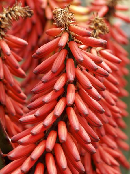 モウシロカイ 山科植物資料館