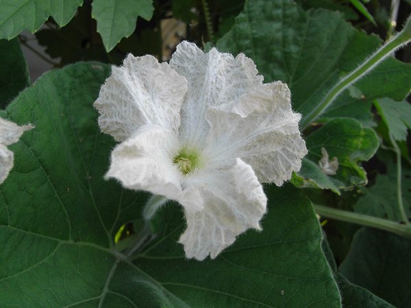 ユウガオ 山科植物資料館