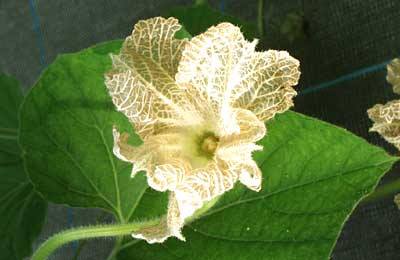 ユウガオ 山科植物資料館