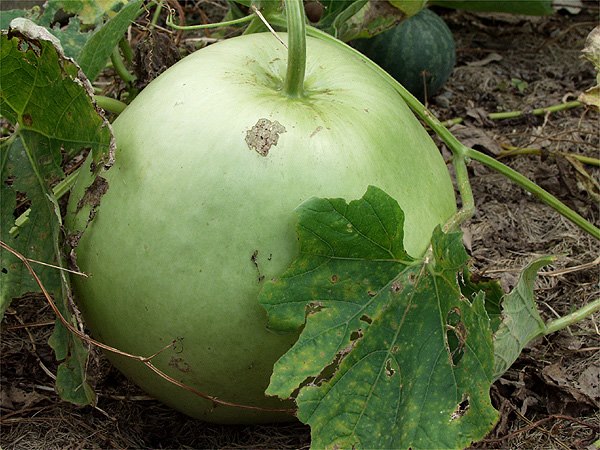 ユウガオ 山科植物資料館