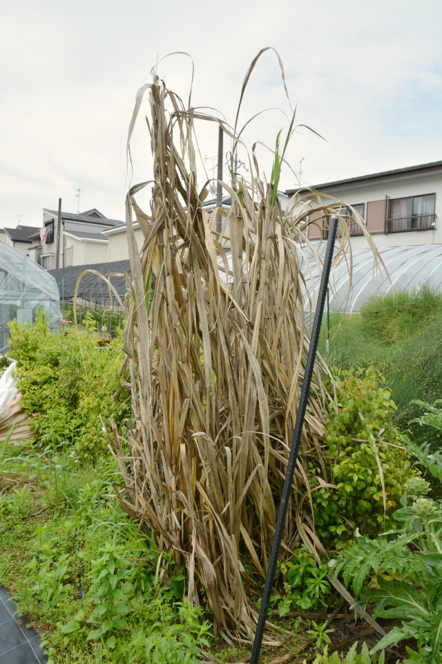 82円 激安通販 たね フタバ種苗 沖縄冬瓜 小袋