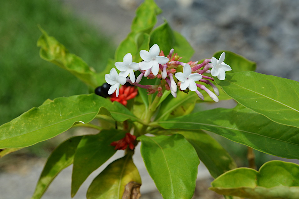 インドジャボク