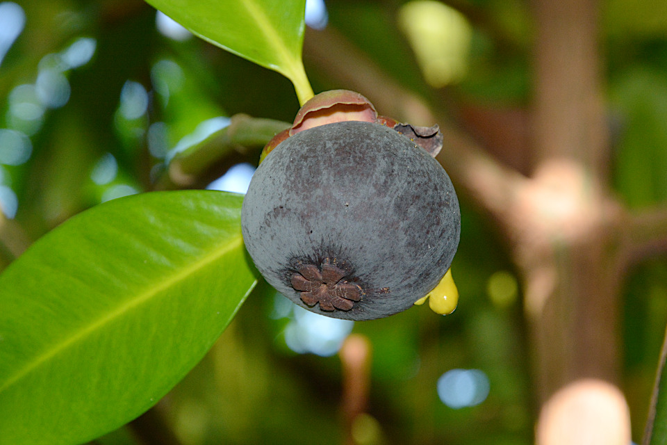 マンゴスチン(2)